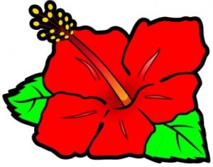 ハイビスカス　ハナハナ